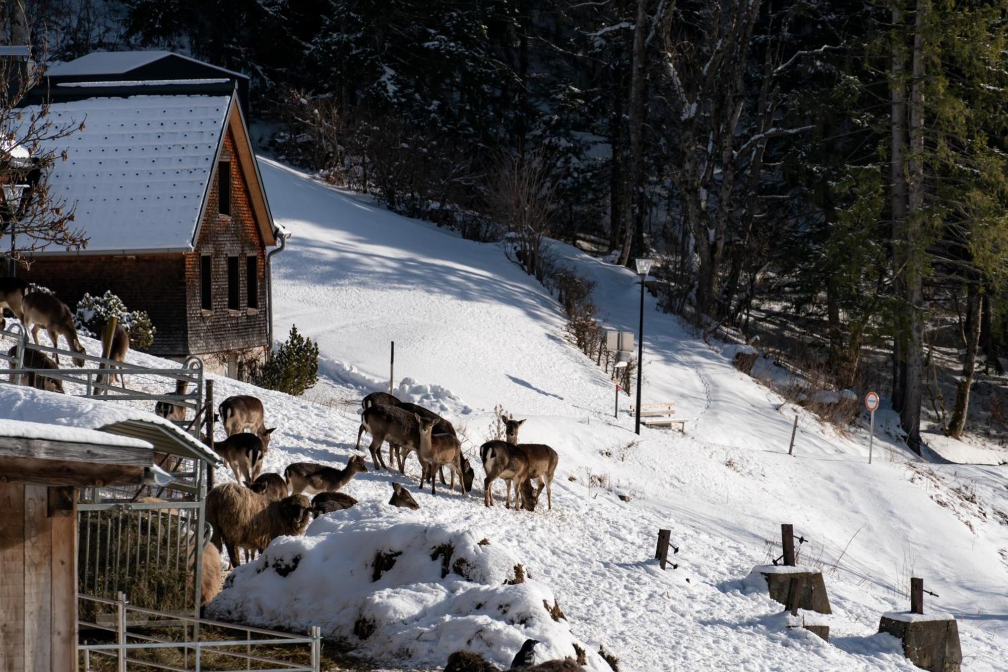 Peterhof Chalets Batschuns Kültér fotó